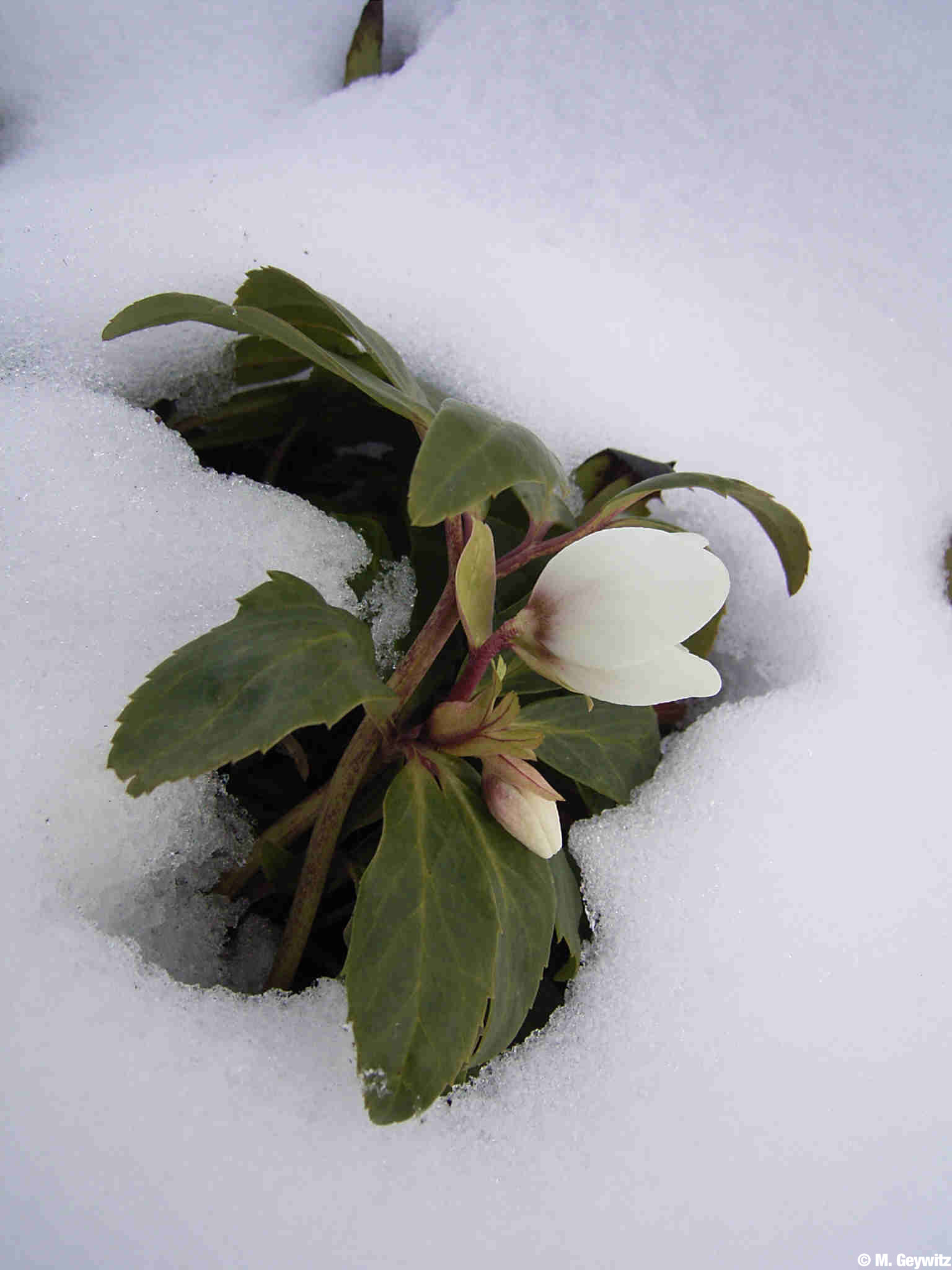 nigerKnospe-imSchnee