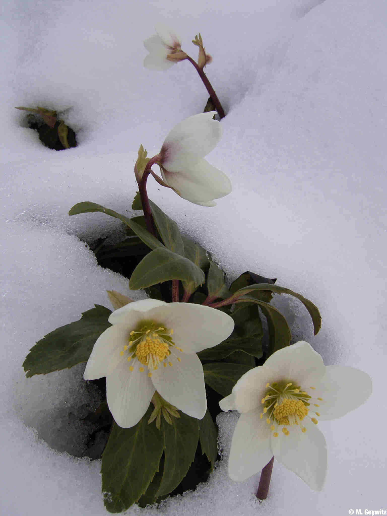 offeneBlüte-niger-im-Schnee