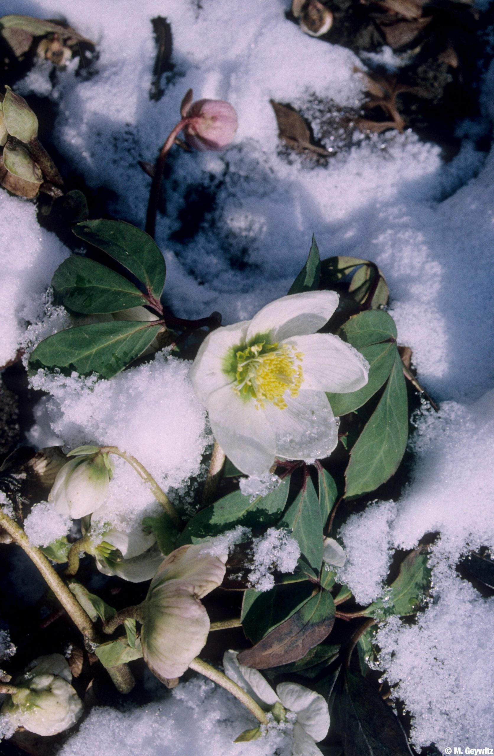 vom Dia – Chrosen im Schnee 06 (6) (1)