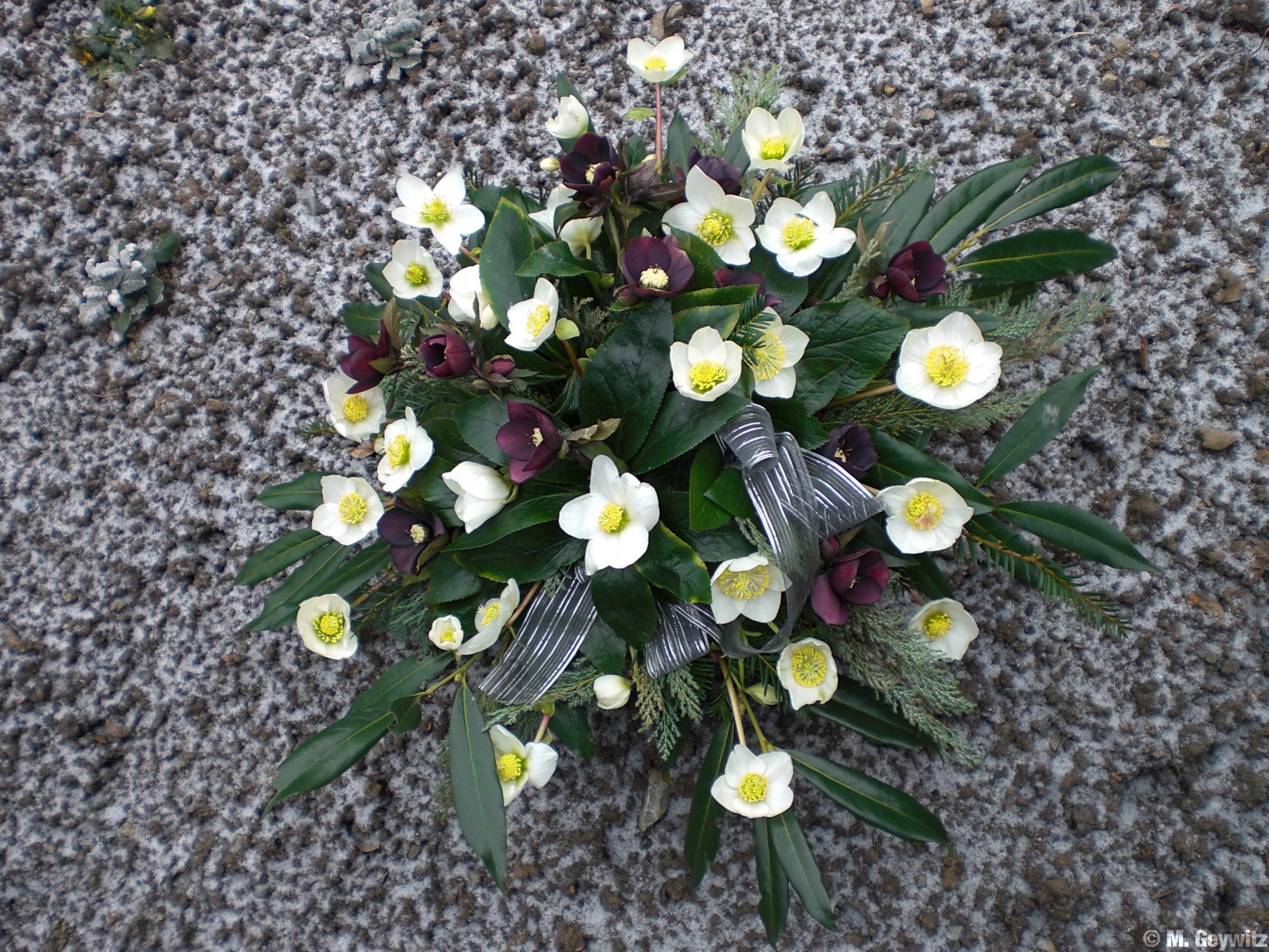 Christrosengesteck 2-10 (7)