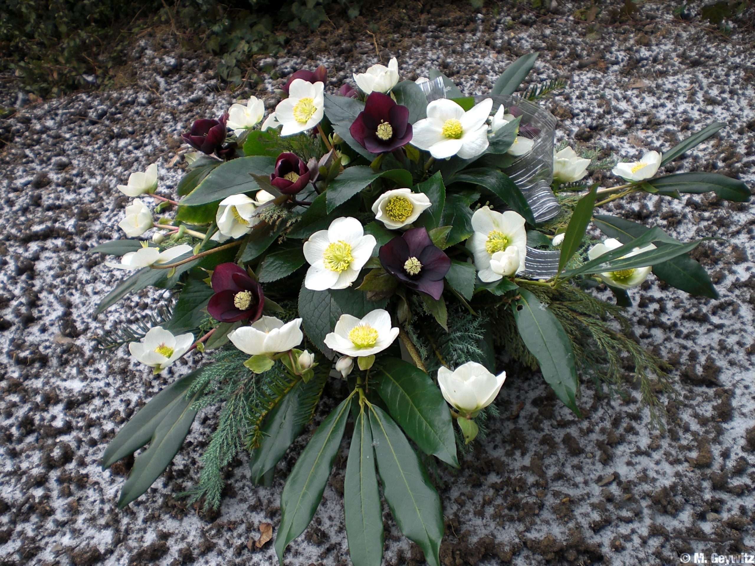 Christrosengesteck 2-10