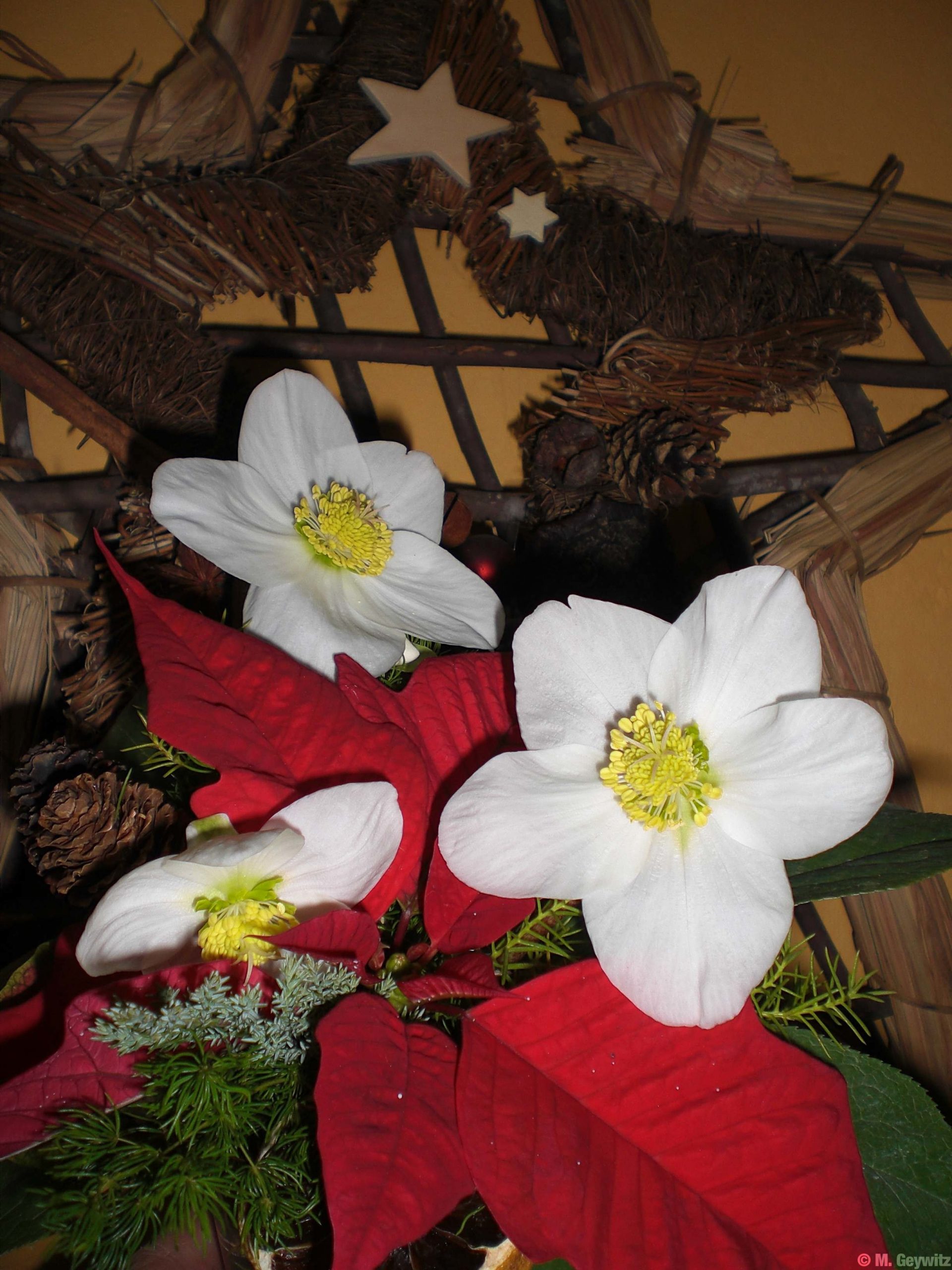 für Florales 2010 (2)