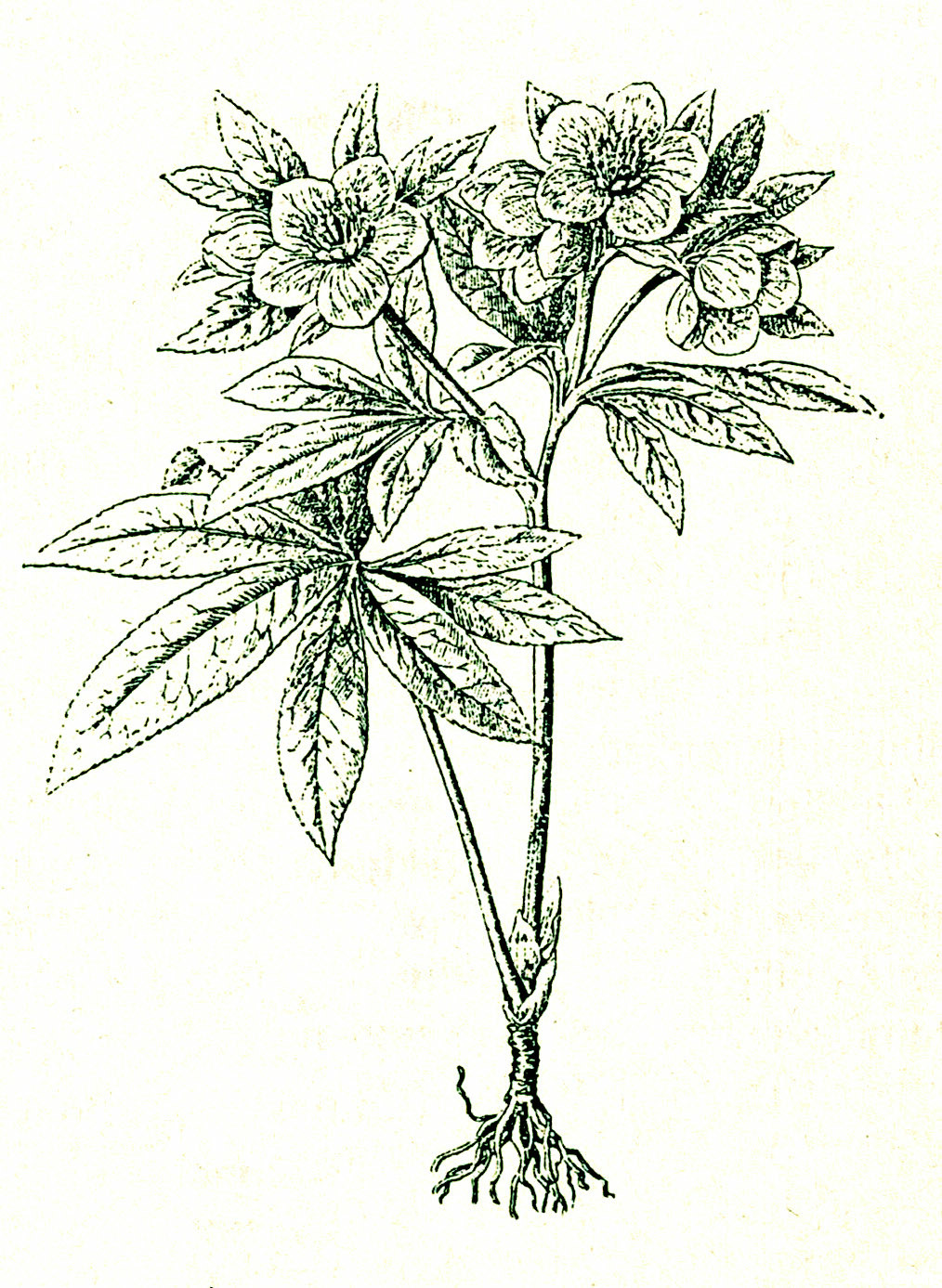 Arten und Untergattungen