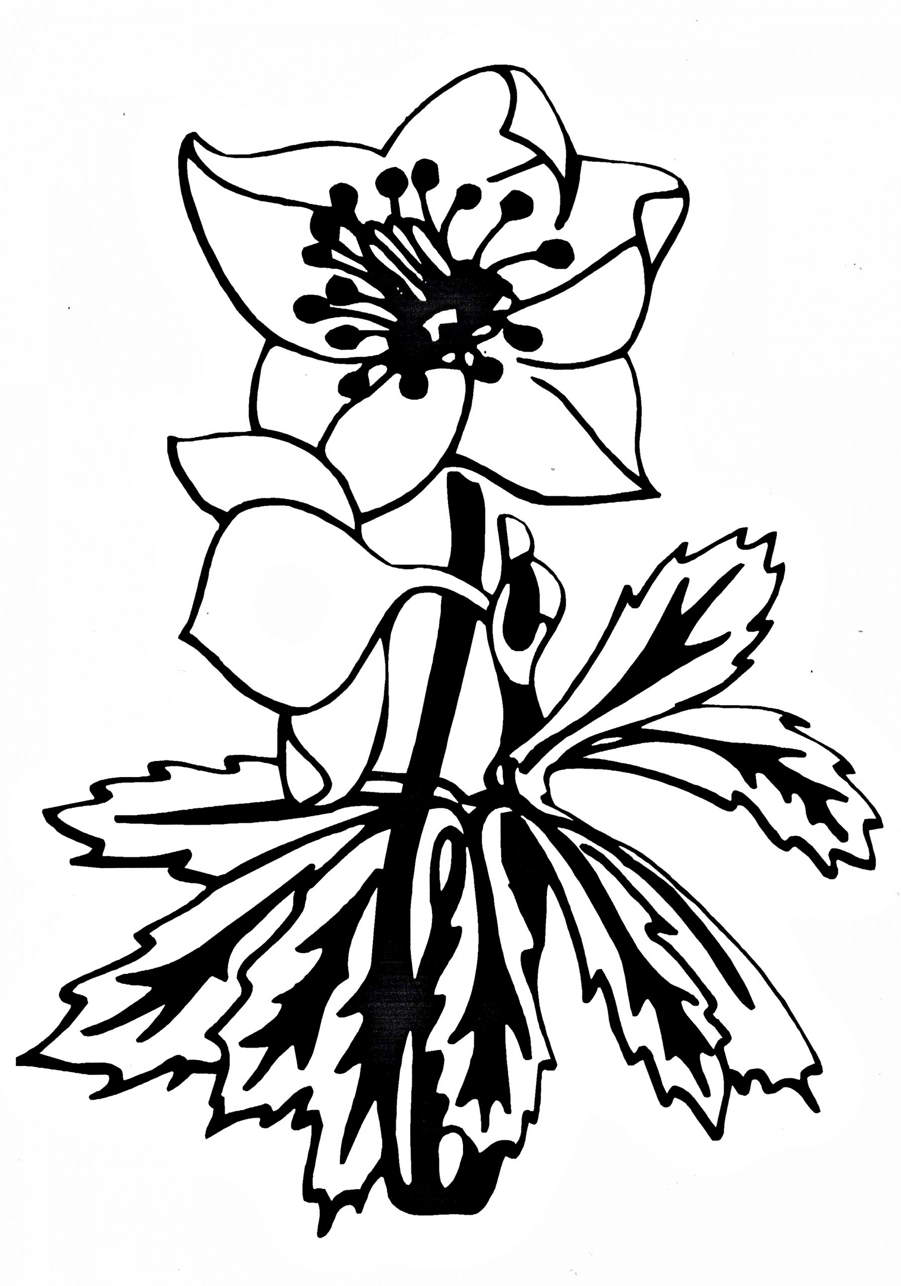 Fachliteratur zur Christrose